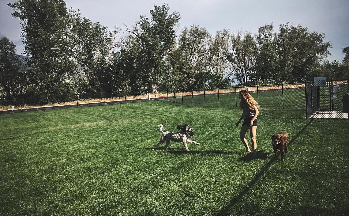 Off The Leash A Year At The Dog Park Off The Leash A Year At The Dog Park