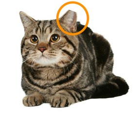 Ear-tipped-cat3