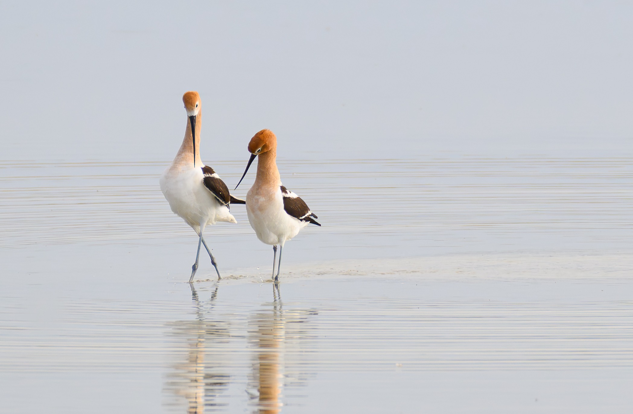 American Avocet by Linda Dalton Walker