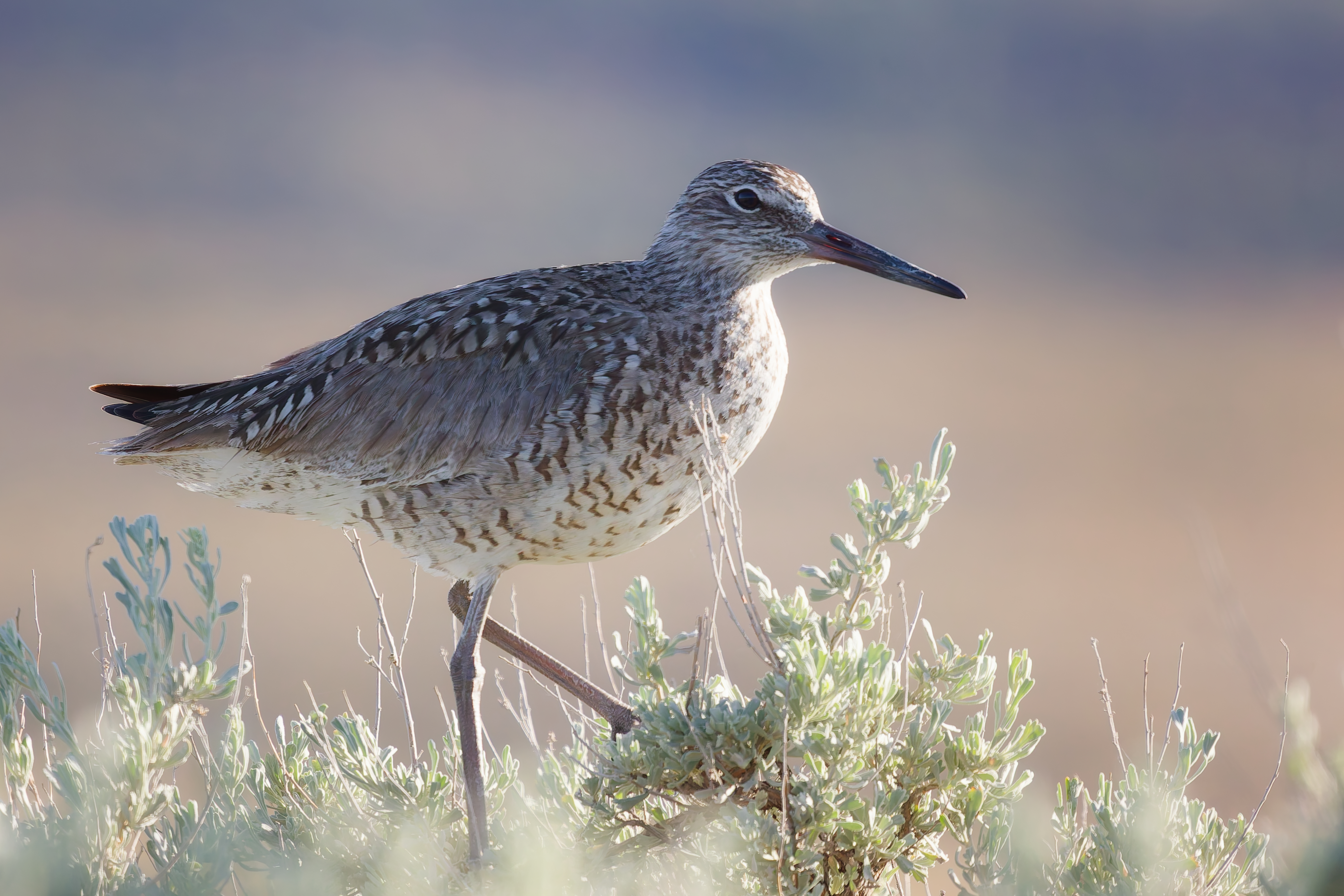 First Place_Shannon Baker