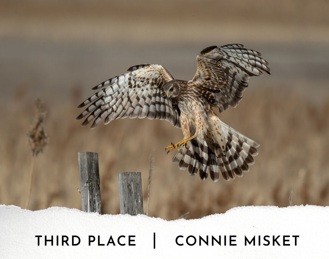 2022 Photo Contest-Third Place-Connie Misket