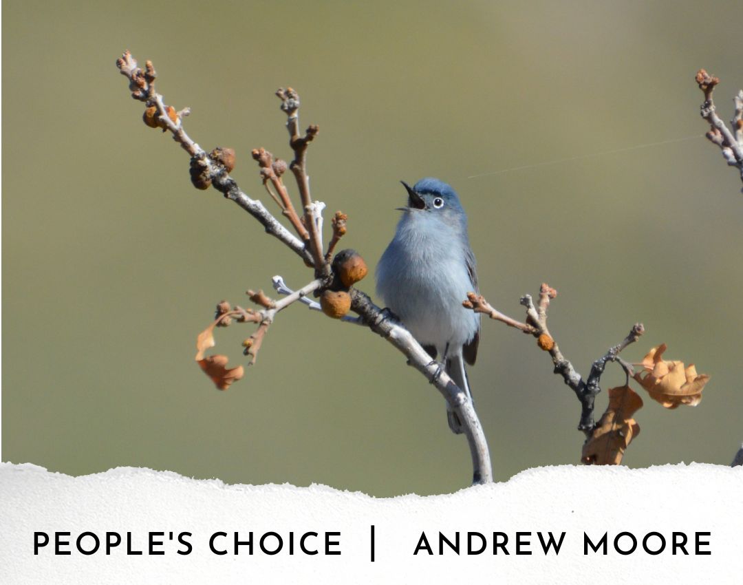 2022 Photo Contest-People's Choice-Andrew Moore