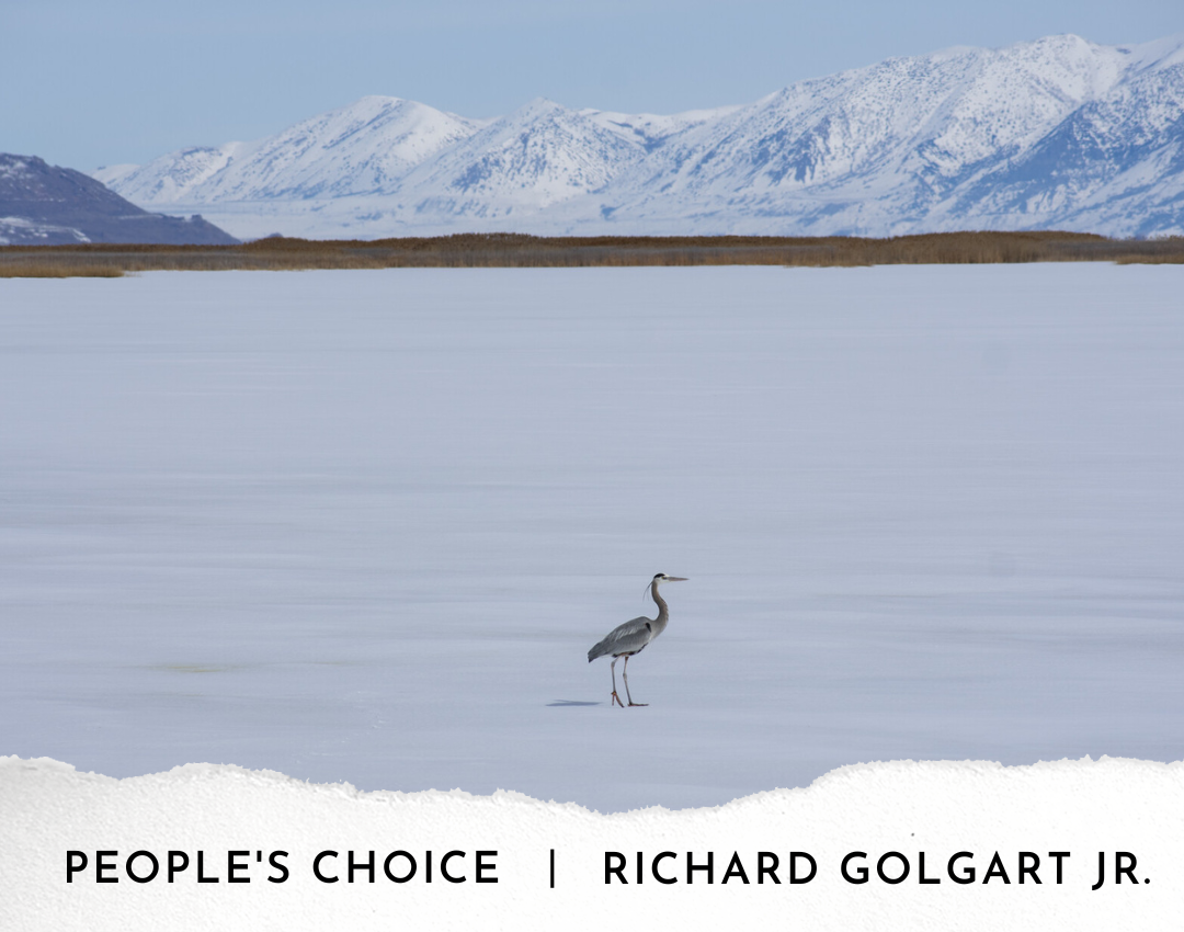 People's Choice: Richard Golgart Jr.