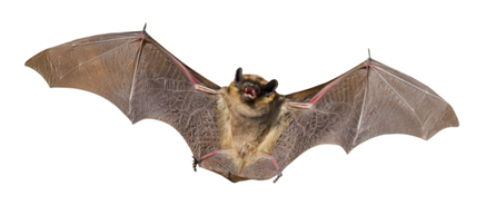 Bat