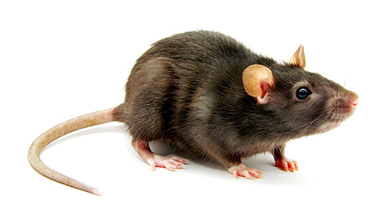 Rat