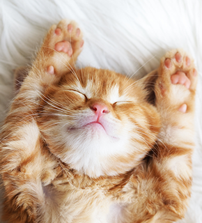 Kitten Season is Here!