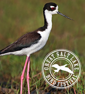 Great Salt Lake Bird Festival