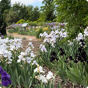Utah Iris Society – Iris Shows
