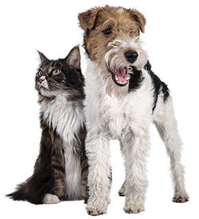 Animal Care 2025 Year in Review