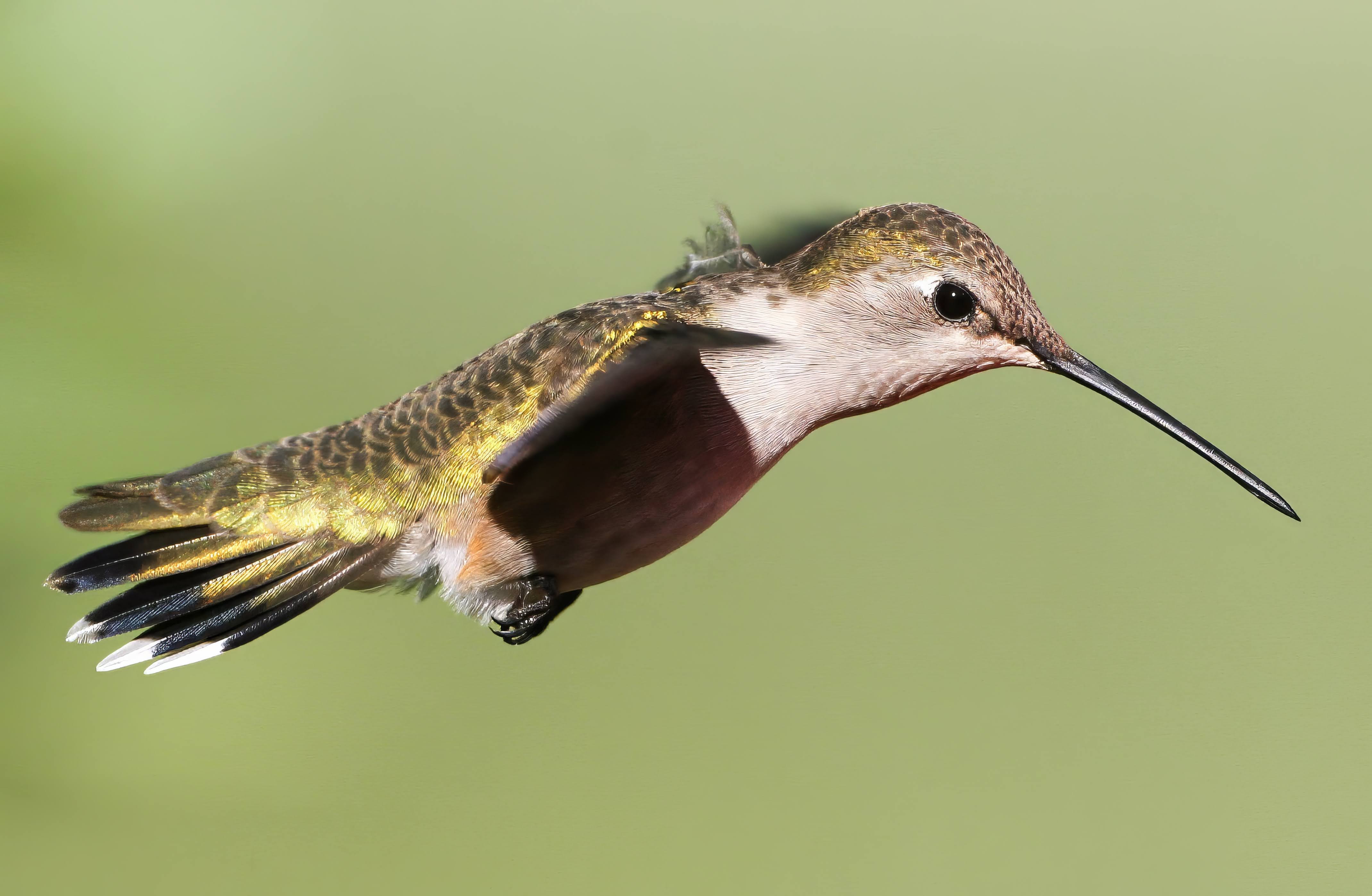 Black-chinnedHummingbird