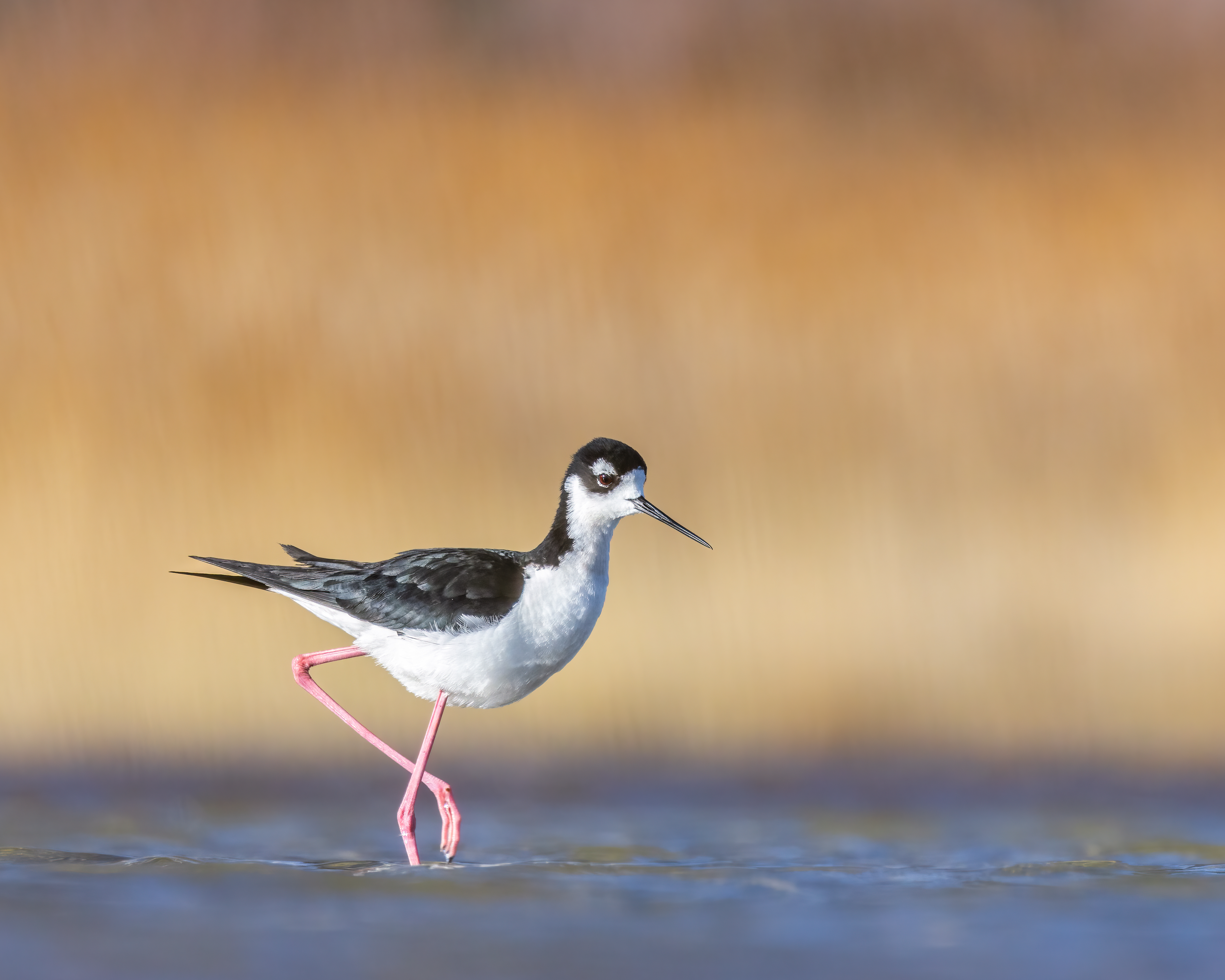 Black-necked Stilt_Quin Diaz