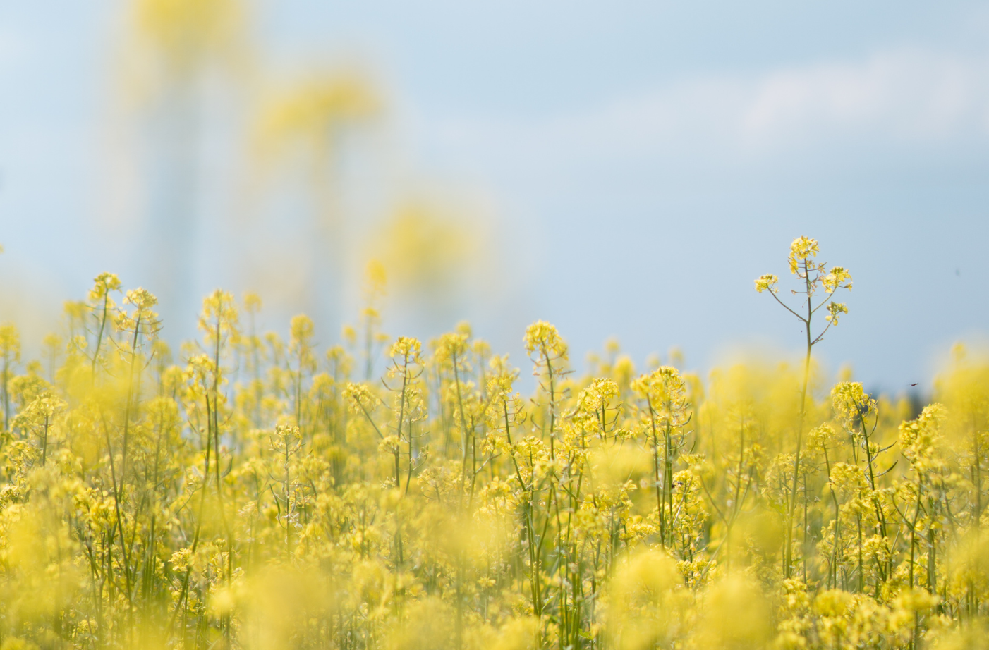 Yellow flowers